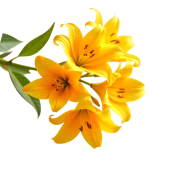 Left Flower