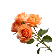 Right Flower