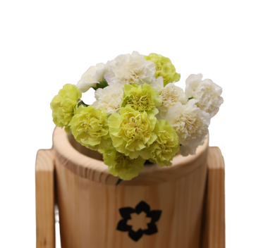Carnation