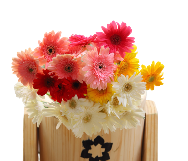 Gerbera