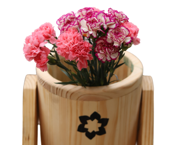 Pink Carnations