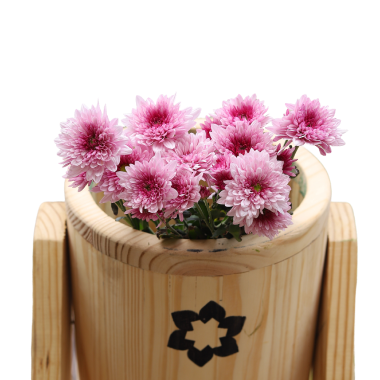 Chrysanthemum Pink