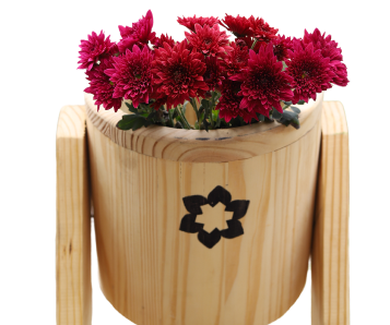 Red Chrysanthemum