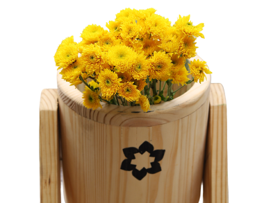 Yellow Chrysanthemum