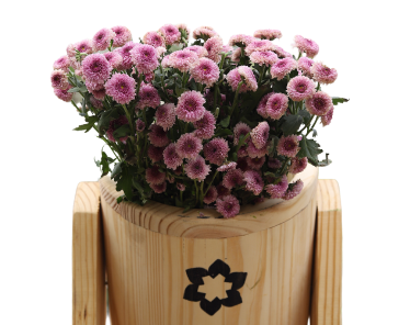Lilac daisy