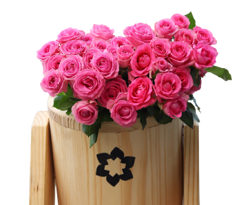 Pink Roses