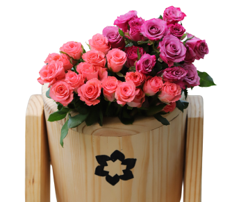 Peach and purple roses