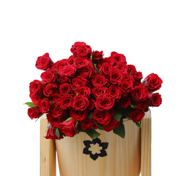 Red Roses